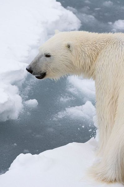 Pitamitz, Sergio 아티스트의 Polar bear-Ursus maritimus-Polar Ice Cap-north of Spitsbergen-Norway작품입니다.